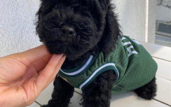 Siyah minyatür poodle