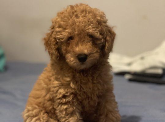Şişli Toy Poodle Köpek Yetiştirme, Bakımı, Sahiplendirme