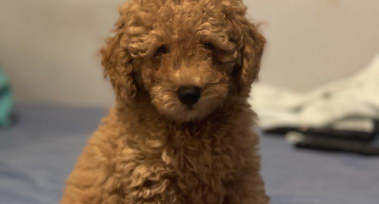 Şişli Toy Poodle Köpek Yetiştirme, Bakımı, Sahiplendirme
