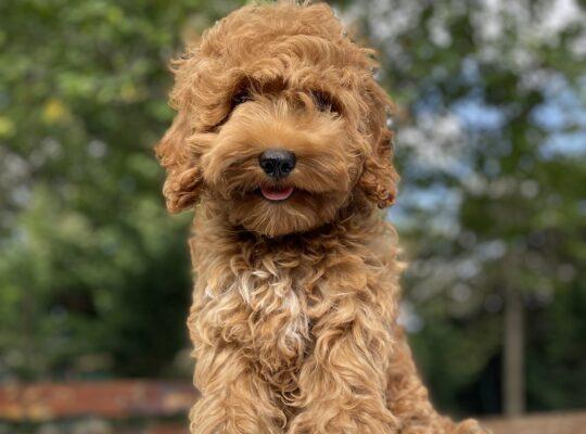 Beyoğlu Toy Poodle Köpek Yetiştirme, Bakımı, Sahiplendirme