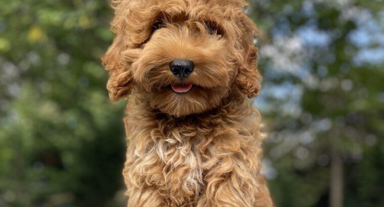 Beyoğlu Toy Poodle Köpek Yetiştirme, Bakımı, Sahiplendirme
