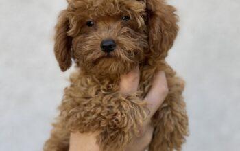 Toy poodle 3.5 aylık 980 gr erkek Red