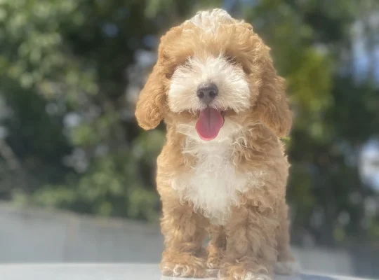 Avcılar Toy Poodle Köpek Yetiştirme, Bakımı, Sahiplendirme