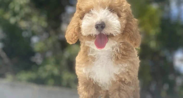 Taksim Toy Poodle Köpek Yetiştirme, Bakımı, Sahiplendirme