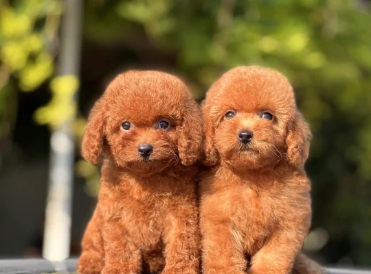 Sancaktepe Toy Poodle Köpek Yetiştirme, Bakımı, Sahiplendirme