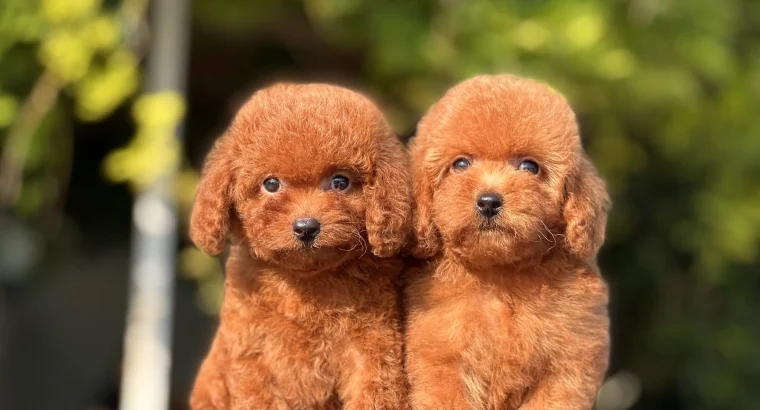 Sancaktepe Toy Poodle Köpek Yetiştirme, Bakımı, Sahiplendirme