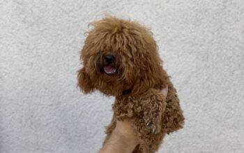 10 aylık dişi Toypoodle Redbrown