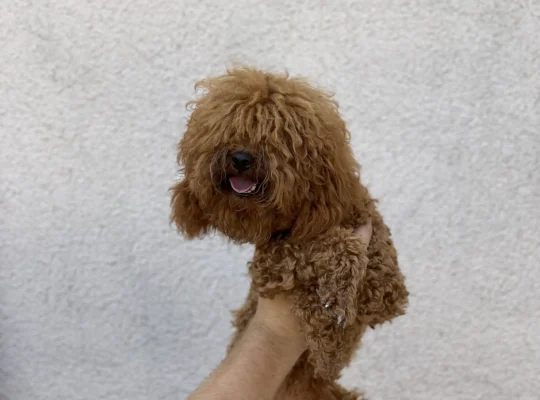 Ataşehir Toy Poodle Köpek Yetiştirme, Bakımı, Sahiplendirme