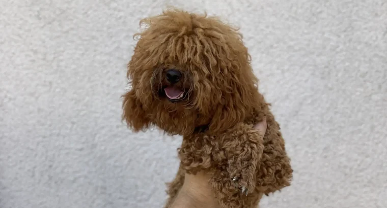 Ataşehir Toy Poodle Köpek Yetiştirme, Bakımı, Sahiplendirme