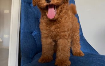 Çok kıvırcık orjinal toy Poodle