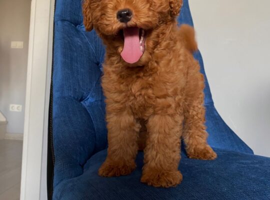 Beşiktaş Toy Poodle Köpek Yetiştirme, Bakımı, Sahiplendirme