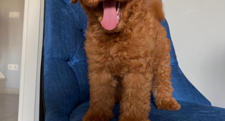 Kadıköy Toy Poodle Köpek Yetiştirme, Bakımı, Sahiplendirme