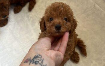 650 gr toy poodle ırk garantili