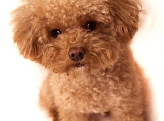 Mecidiyeköy Toy Poodle Köpek Yetiştirme, Bakımı, Sahiplendirme