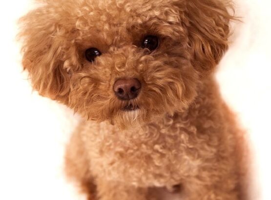 Mecidiyeköy Toy Poodle Köpek Yetiştirme, Bakımı, Sahiplendirme