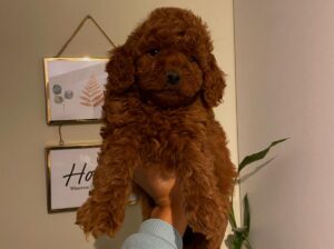 Red brown ırk garantili toy Poodle