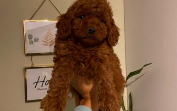 Red brown ırk garantili toy Poodle