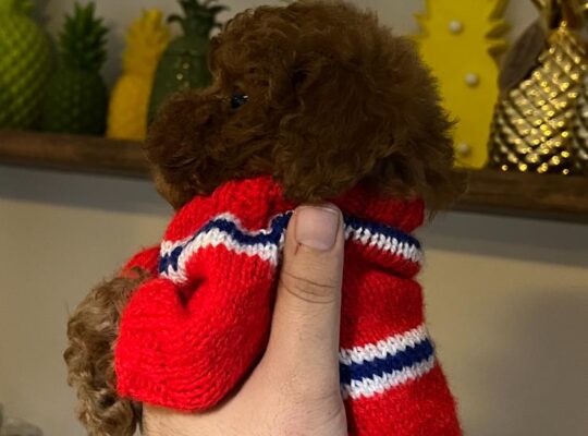 Beylikdüzü Toy Poodle Köpek Yetiştirme, Bakımı, Sahiplendirme