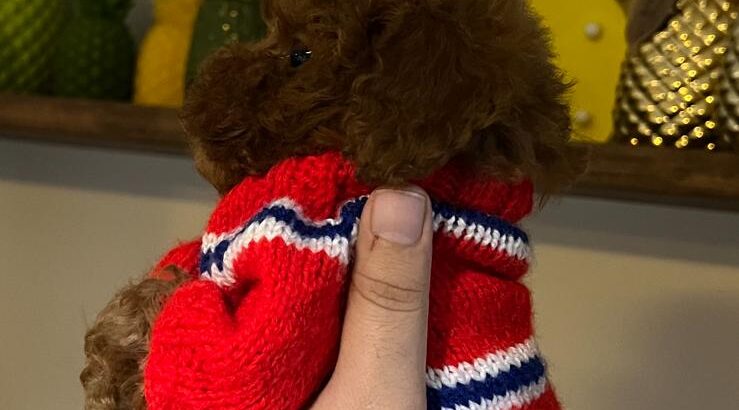 Beylikdüzü Toy Poodle Köpek Yetiştirme, Bakımı, Sahiplendirme
