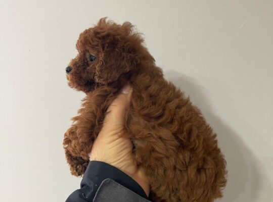 Bağcılar Toy Poodle Köpek Yetiştirme, Bakımı, Sahiplendirme