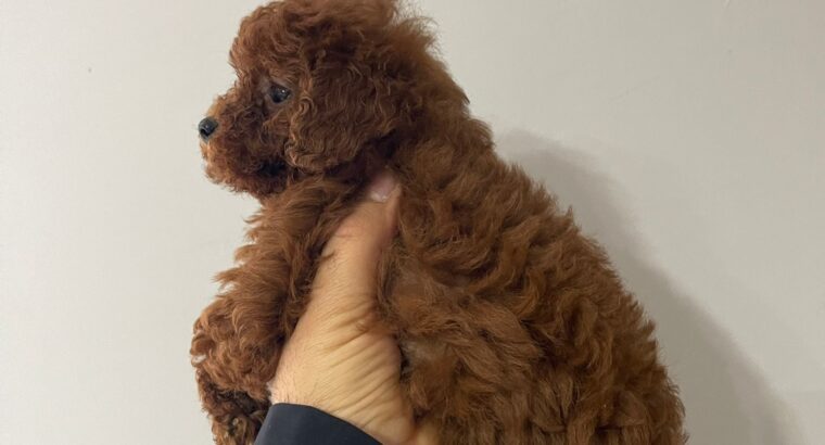 Bağcılar Toy Poodle Köpek Yetiştirme, Bakımı, Sahiplendirme