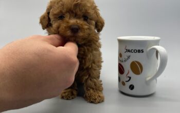 Çok küçük toy poodle