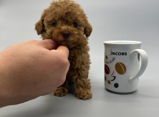 Maltepe Toy Poodle Köpek Yetiştirme, Bakımı, Sahiplendirme