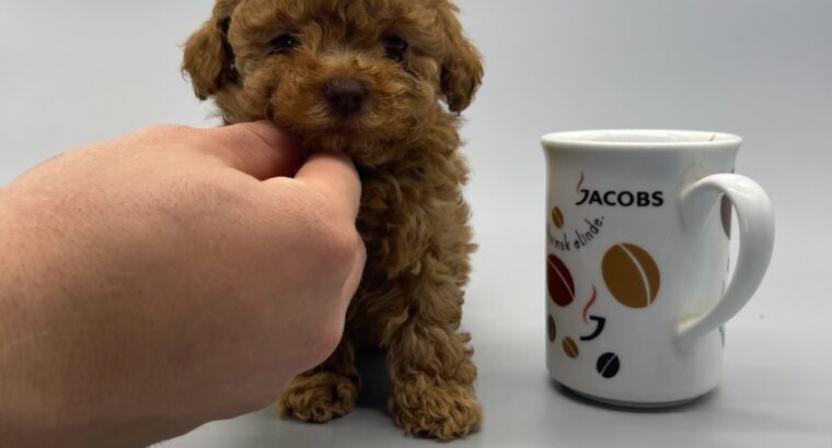 Maltepe Toy Poodle Köpek Yetiştirme, Bakımı, Sahiplendirme