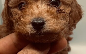 Ömür boyu ırk garantili toy poodle