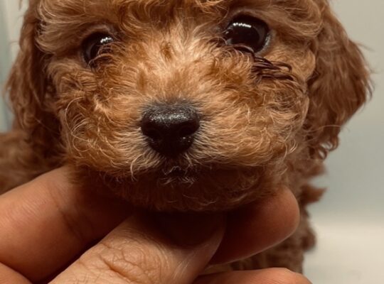 Sultangazi Toy Poodle Köpek Yetiştirme, Bakımı, Sahiplendirme