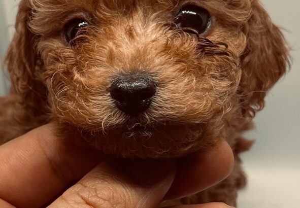 Sultangazi Toy Poodle Köpek Yetiştirme, Bakımı, Sahiplendirme