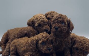 Toy poodle yavrularımız