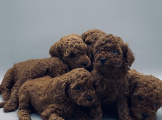 Ümraniye Toy Poodle Köpek Yetiştirme, Bakımı, Sahiplendirme