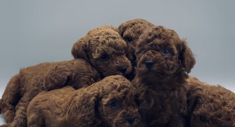 Ümraniye Toy Poodle Köpek Yetiştirme, Bakımı, Sahiplendirme