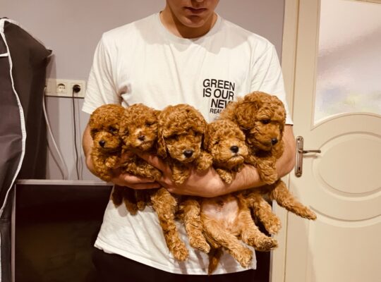 Üsküdar Toy Poodle Köpek Yetiştirme, Bakımı, Sahiplendirme