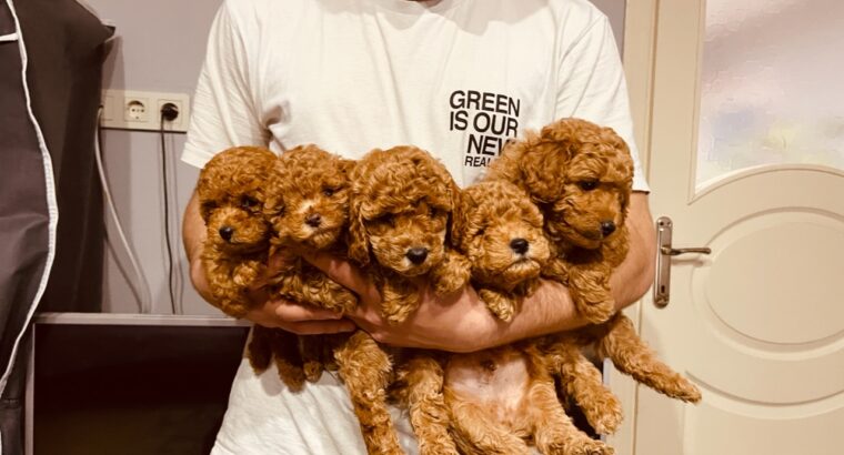 Üsküdar Toy Poodle Köpek Yetiştirme, Bakımı, Sahiplendirme