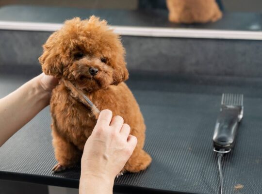 Başakşehir Toy Poodle Köpek Yetiştirme, Bakımı, Sahiplendirme