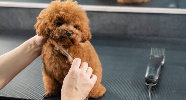 Başakşehir Toy Poodle Köpek Yetiştirme, Bakımı, Sahiplendirme